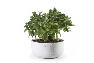 Money tree (Crassula ovata) succulent plant with thick leaves potted as decorative houseplant in a