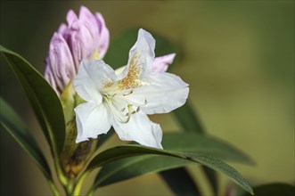 White flower and pink bud of an azalea shrub, genus Rhododendron, blooming in spring, natural green