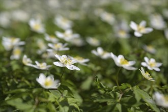 Blooming white wood anemone (Anemonoides nemorosa) like a spring carpet on the forest floor in