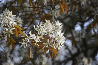 Amelanchier shrub with white flowers and copper colored foliage in spring, copy space, selected