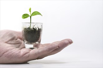 Hand holding a small plant, a seedling of a lemon tree in a small glass, green business concept for