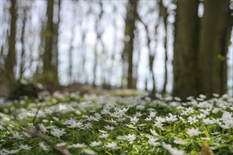 Forest in early spring with a carpet of blooming wood anemone (Anemonoides nemorosa) with white