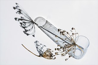 Dill umbels with seeds in a glass vase cast shadows on a gray white background, abstract art play