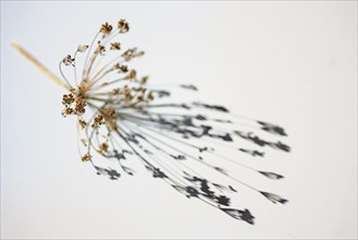 Dry dill umbel with seeds casting a shadow on a gray white background, abstract art playing with