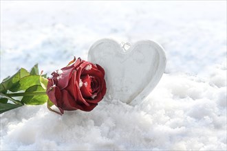 Red rose and a white painted wooden heart shape in the snow, love concept for seasonal holidays