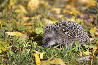 Hedgehog (Erinaceus europaeus) on a meadow with autumn leaves looking for food before winter,