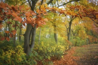 Branch with red orange beech leaves on a path through an autumn forest, copy space, selected focus,