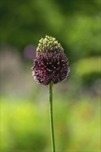 Ornamental leek, Allium amethystinum, Münsterland, North Rhine-Westphalia, Germany, Europe