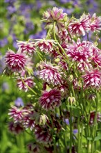 Columbine (Aquilegia) variety Barlow Pink, North Rhine-Westphalia, Germany, Europe