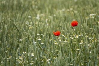 Poppy flower (Papaver rhoeas) and camomile, Münsterland, North Rhine-Westphalia, Germany, Europe