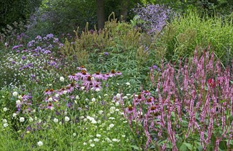 A lush flower bed in a garden, dominated by purple, pink and white flower-bed, embedded in green