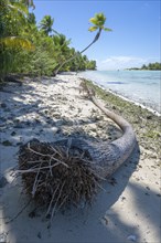 Coconut palm (Cocos nucifera), broken palm trunk lying on the shore, Tetiaroa, atoll, Marlon Brando