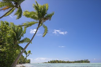 Coconut palm (Cocos nucifera), bird sanctuary behind, Motu, Tetiaroa, atoll, Marlon Brando Island,