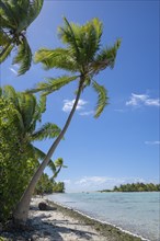 Coconut palm (Cocos nucifera), bird sanctuary behind, Motu, Tetiaroa, atoll, Marlon Brando Island,