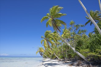 Coconut palm (Cocos nucifera), beach scene, Tetiaroa, atoll, Marlon Brando Island, French