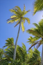 Coconut palm (Cocos nucifera), Tetiaroa, Atoll, Marlon Brando Island, French Polynesia, Society