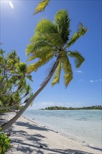 Coconut palm (Cocos nucifera) against the light, behind it a motu, Tetiaroa, Atoll, Marlon Brando