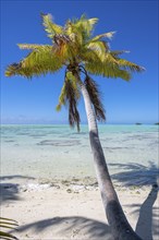 Coconut palm (Cocos nucifera) casting shadows in the lagoon, Tetiaroa, Atoll, Marlon Brando Island,