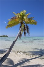 Coconut palm (Cocos nucifera) casting shadows in the lagoon, Tetiaroa, Atoll, Marlon Brando Island,