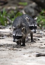 Two raccoon (Procyon lotor) foraging for food, Parque Nacional Cahuita, Costa Rica, Central America