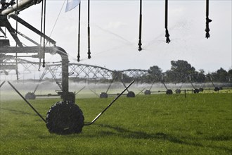 Irrigation sprinklers water dairy pasture in Canterbury, New Zealand, Oceania