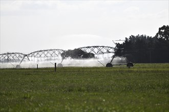 Irrigation sprinklers water dairy pasture in Canterbury, New Zealand, Oceania