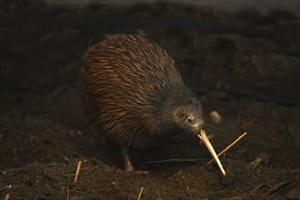 The North Island brown kiwi, Apteryx mantelli, is the most common kiwi, with about 35, 000