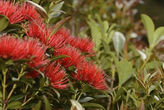 Flowers of New Zealand Southern Rata brighten the day for visitors to the Otira Gorge in Arthurs