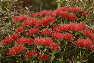 Flowers of New Zealand Southern Rata brighten the day for visitors to the Otira Gorge in Arthurs