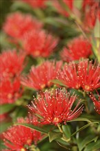 Flowers of New Zealand Southern Rata brighten the day for visitors to the Otira Gorge in Arthurs