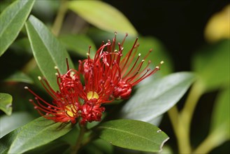 Flowers of New Zealand Southern Rata open up during summer at the Otira Gorge in Arthurs Pass