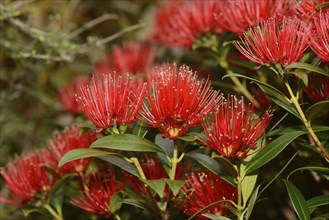 Flowers of New Zealand Southern Rata brighten the day for visitors to the Otira Gorge in Arthurs