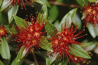 Flowers of New Zealand Southern Rata brighten the day for visitors to the Otira Gorge in Arthurs