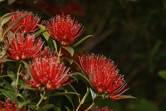 Flowers of New Zealand Southern Rata brighten the day for visitors to the Otira Gorge in Arthurs