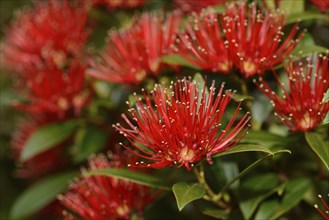 Flowers of New Zealand Southern Rata brighten the day for visitors to the Otira Gorge in Arthurs