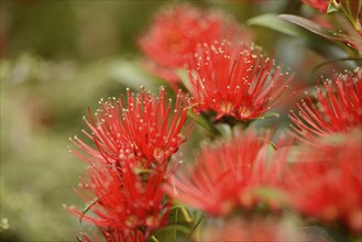 Flowers of New Zealand Southern Rata brighten the day for visitors to the Otira Gorge in Arthurs