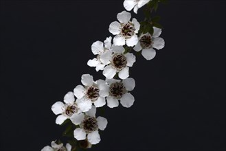 Flowers of New Zealand manuka, Leptospermum scoparium, against a black background