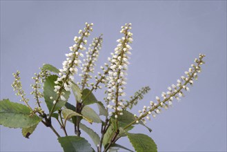 Flowers of New Zealand Weinmannia racemosa, commonly called kÄmahi, an evergreen small shrub to