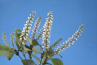 Flowers of New Zealand Weinmannia racemosa, commonly called kÄmahi, an evergreen small shrub to