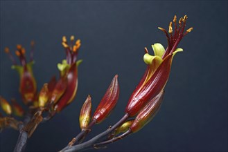 Flowers of New Zealand swamp flax, Phormium tenax, against a grey background