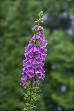 Foxglove (Digitalis purpurea), raindrops, North Rhine-Westphalia, Germany, Europe