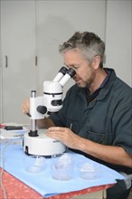 A technician uses a stereo microscope to locate the calf embryos flushed from a high-producing