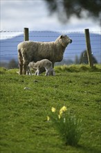 Spring lambs and sheep in a paddock of daffodils near Ikamatua, West Coast, New Zealand, Oceania