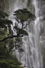 Mountain beech tree at Devils Punchbowl Waterfall, Arthurs Pass National Park, Westland, New