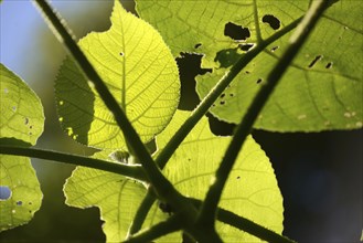 Backlighting on leaves of the fearsome giant stinging tree, Dendrocnide excelsa, also called