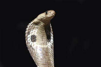 King Cobra, Naja naja, with flared hood against black background, Tamil Nadu, South India