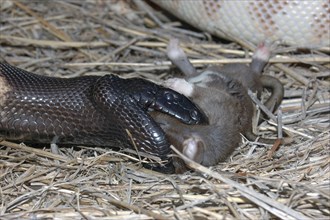 Australian black headed python, Aspidites melanocephalus, extends its jaws to swallow a black rat,