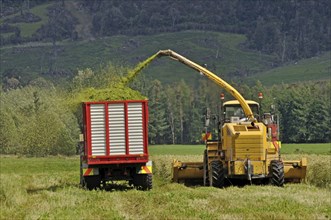 Farmers harvest a crop of triticale for silage on a dairy farm in Westland, New Zealand, Oceania