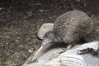 North Island brown kiwi, Apteryx australis, foraging for worms