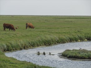 Cows grazing peacefully next to a river while a bird rests on the bank, Hallig Hooge,